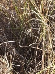 Sporobolus pumilus
