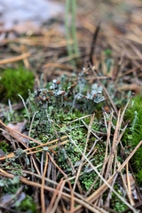 Cladonia verticillata