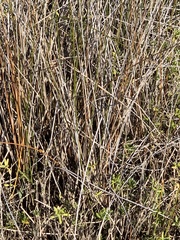 Juncus roemerianus