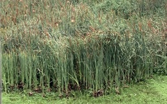 Typha capensis
