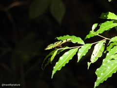 Philaethria wernickei