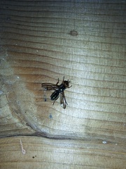 Senopterina caerulescens