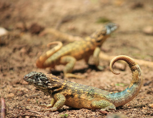 Northern Curly-tailed Lizard
