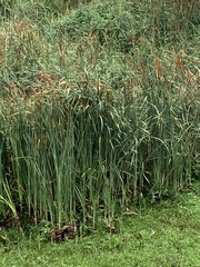 Typha capensis