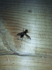 Senopterina caerulescens