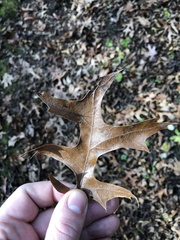 Quercus ellipsoidalis