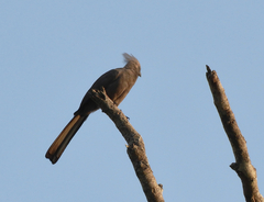 Corythaixoides concolor