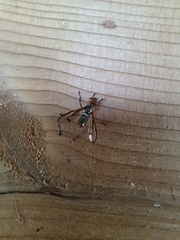 Senopterina caerulescens