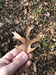 Quercus ellipsoidalis