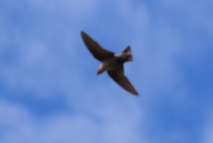 Ptyonoprogne fuligula