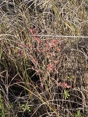 Suaeda maritima