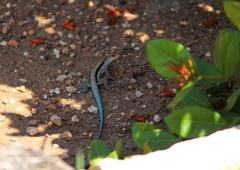 Pholidoscelis auberi