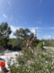 Argiope florida