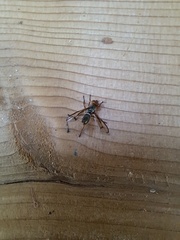 Senopterina caerulescens