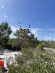 Argiope florida
