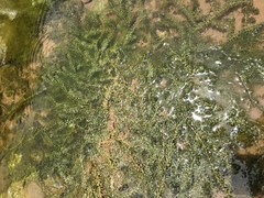 Hydrocharitaceae