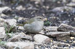 Arremonops rufivirgatus