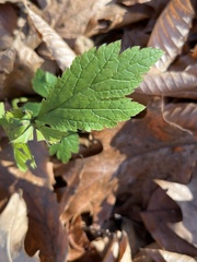 Actaea racemosa