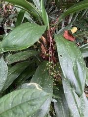 Cordyline manners-suttoniae