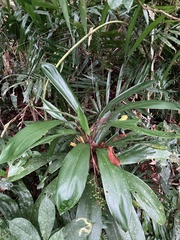 Cordyline manners-suttoniae