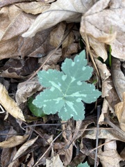 Hydrophyllum canadense
