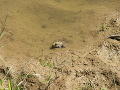 Lithobates berlandieri