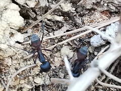 Camponotus cruentatus