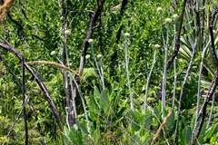 Hermas villosa