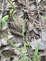 Lithobates sphenocephalus utricularius