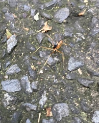 Leptomyrmex rufipes