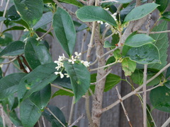 Osmanthus fragrans
