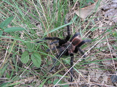 Sericopelma