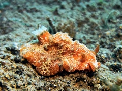 Sclerodoris tuberculata