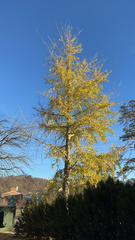 Ginkgo