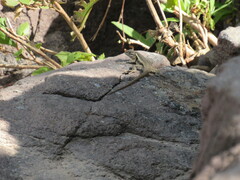 Sceloporus variabilis