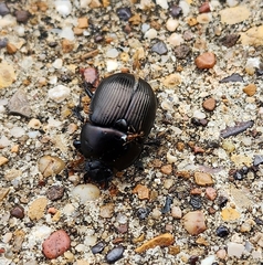 Geotrupes blackburnii