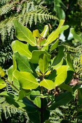 Olea capensis