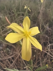 Moraea lewisiae