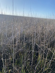 Sporobolus alterniflorus