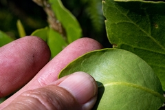 Olea capensis