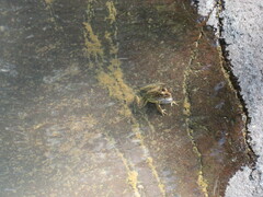 Lithobates berlandieri