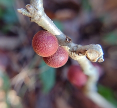 Disholcaspis globosa