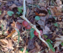 Disholcaspis globosa