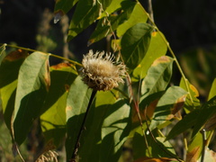 Plectocephalus americanus