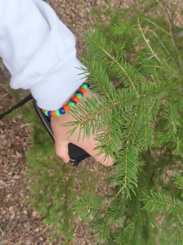 White spruce (Picea glauca)