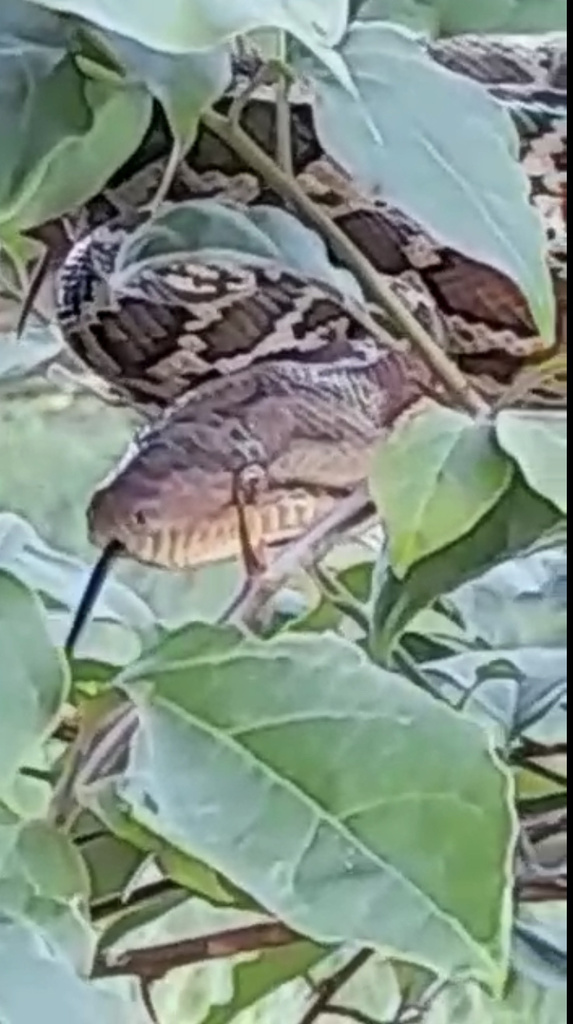 Hispaniola Boa