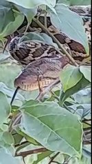 Chilabothrus striatus