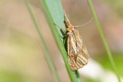 Thisanotia chrysonuchella