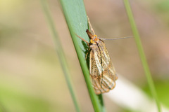 Thisanotia chrysonuchella