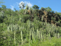 Isolatocereus dumortieri